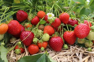 Strawberry Variety Review